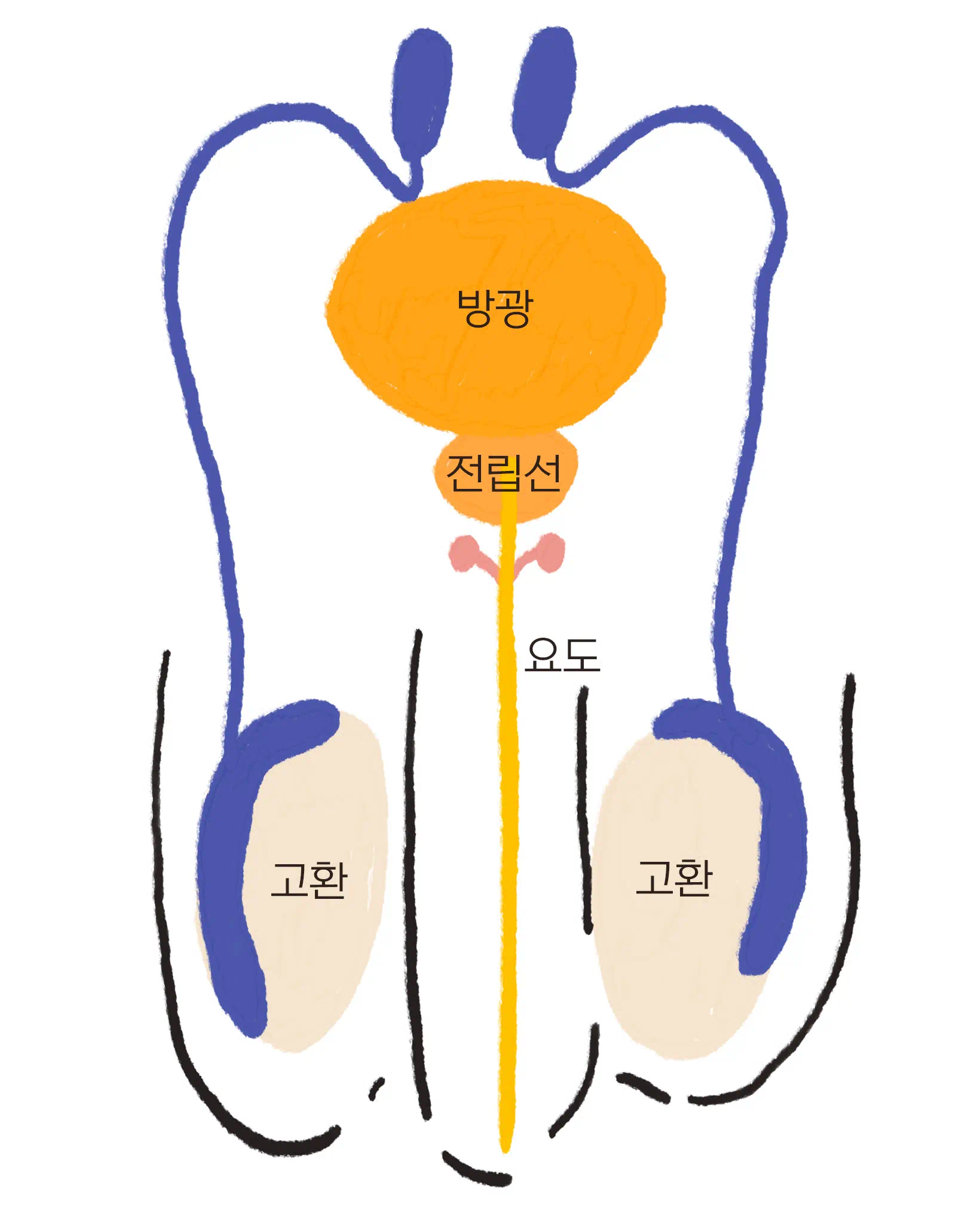 분화된 남성 생식기