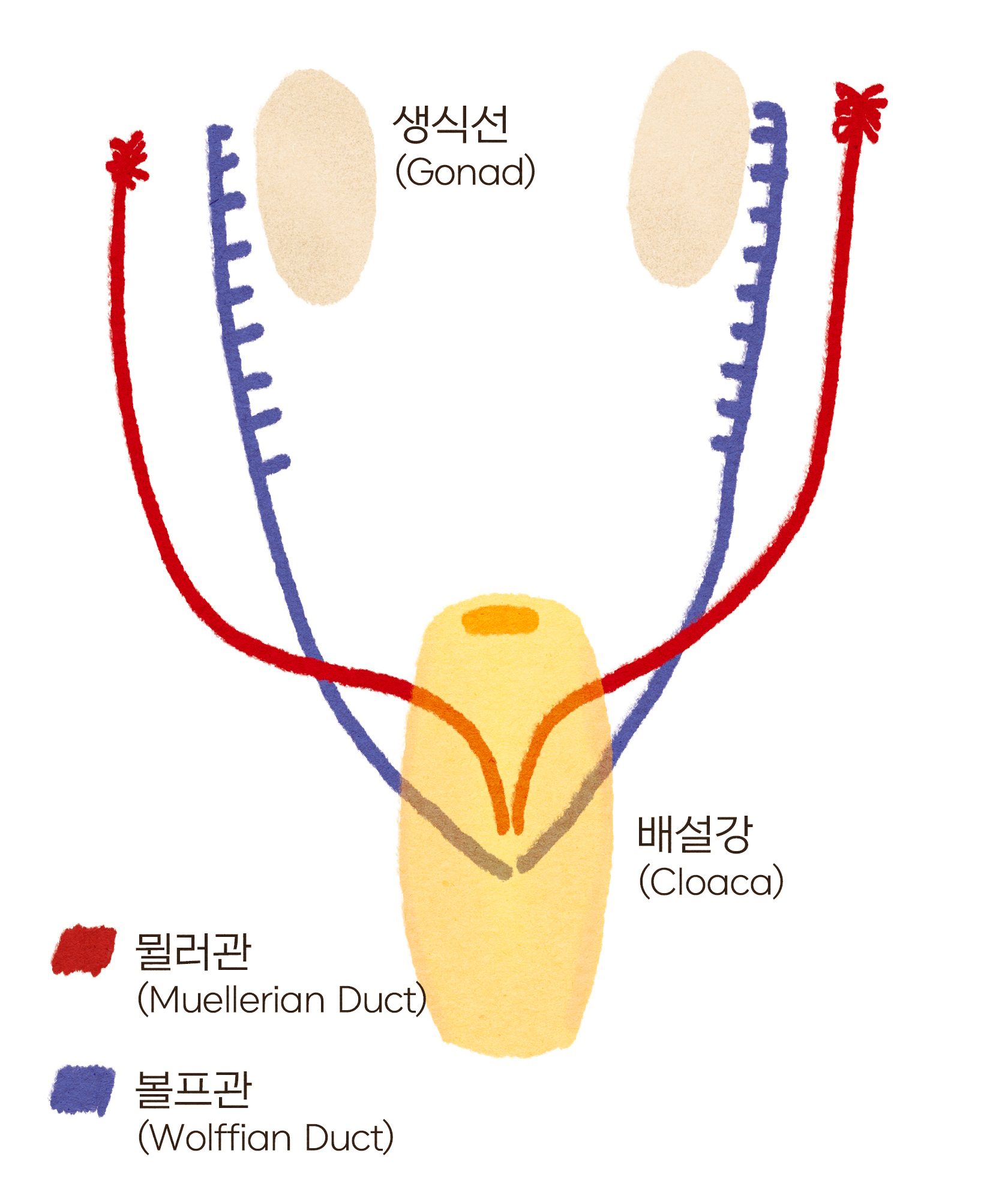 분화되지 않은 생식기