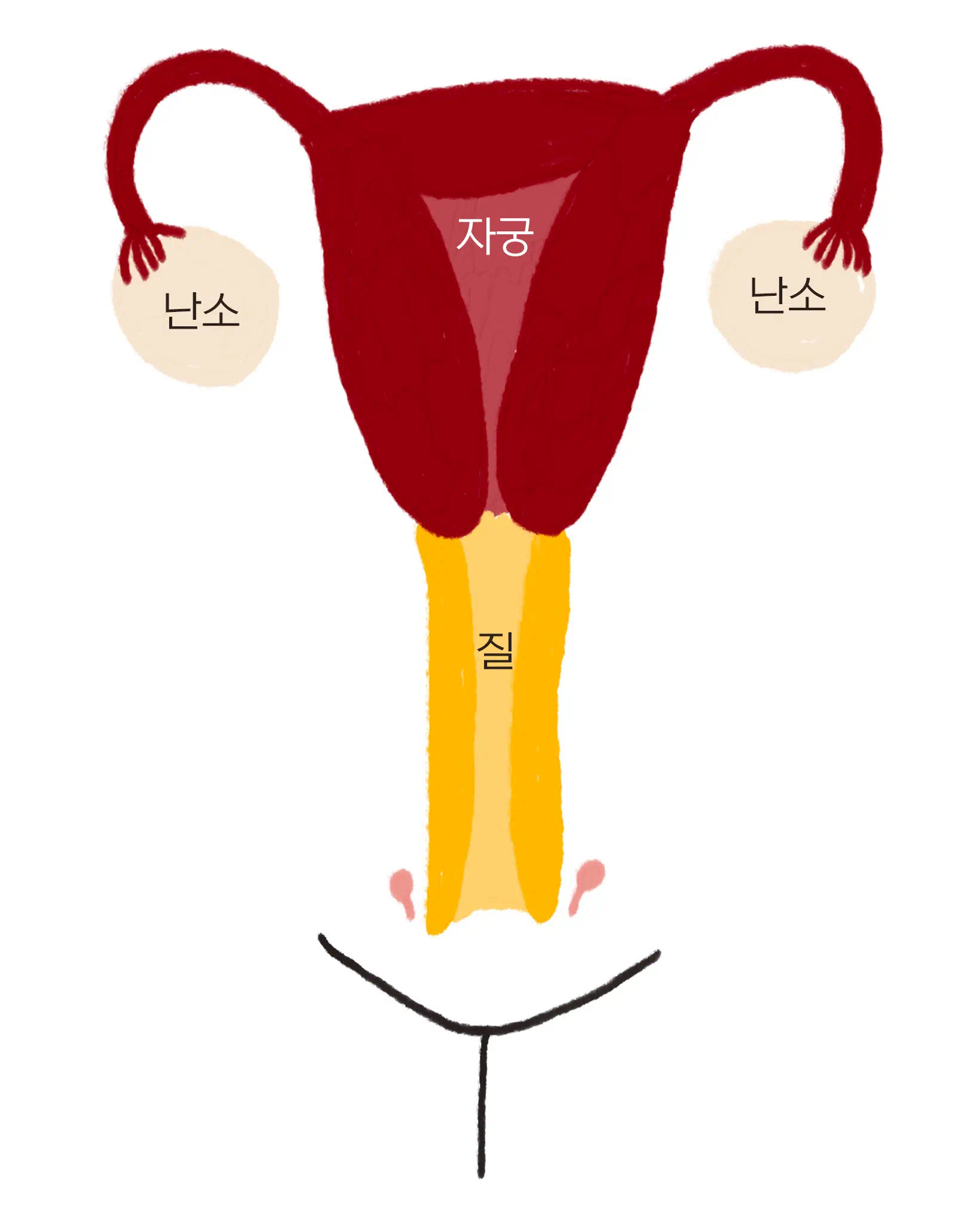 분화된 여성 생식기