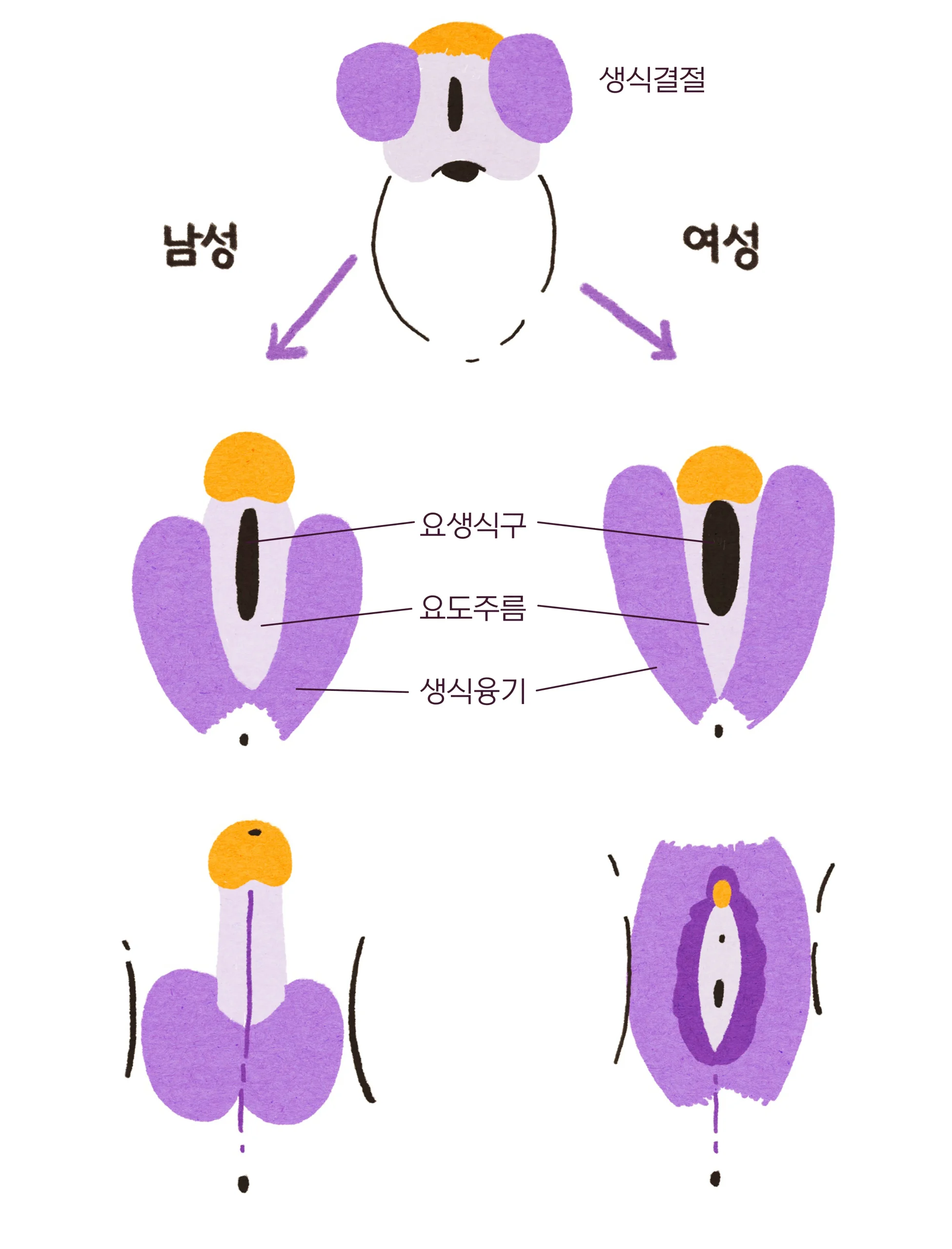 외부 생식기의 분화 과정