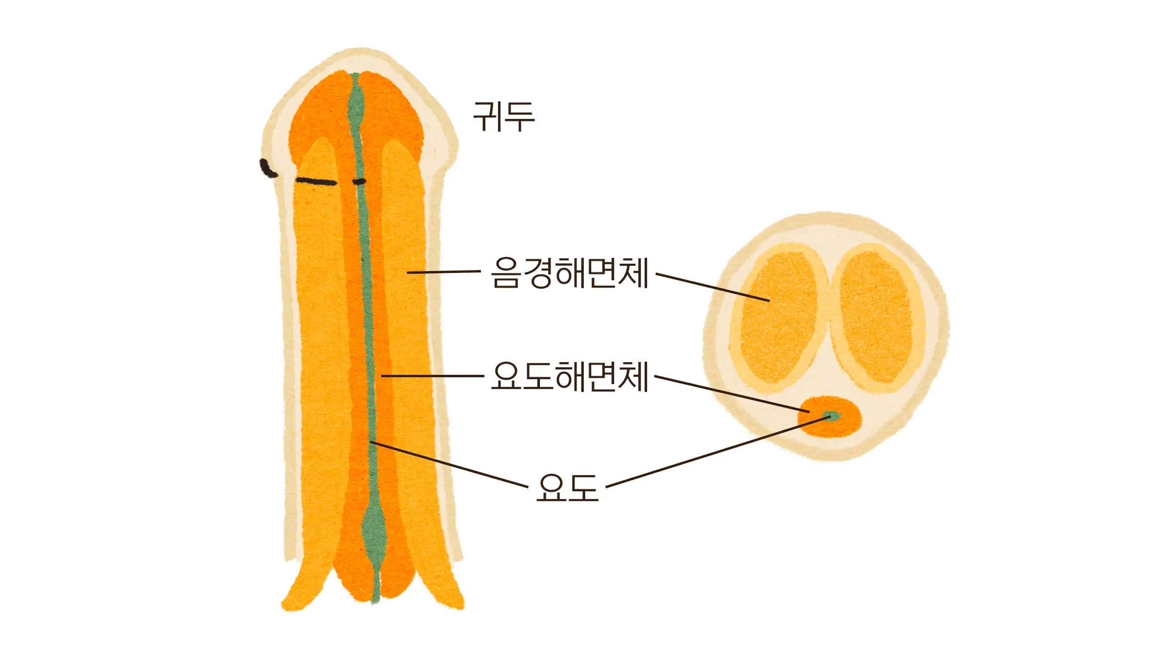 음경 단면도