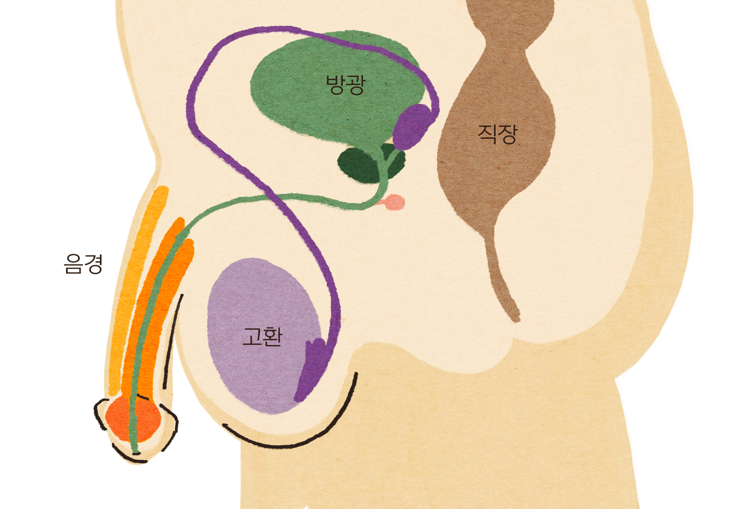 음경 옆 모습