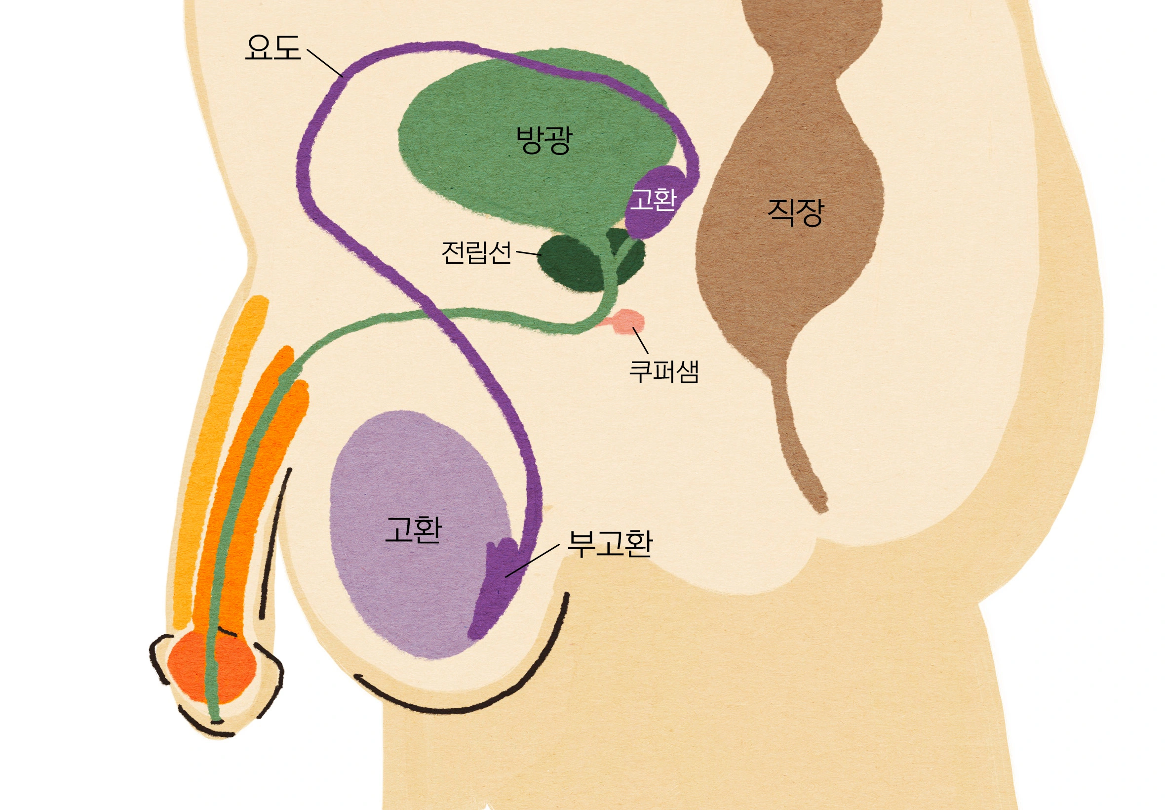 정액이 만들어지는 과정