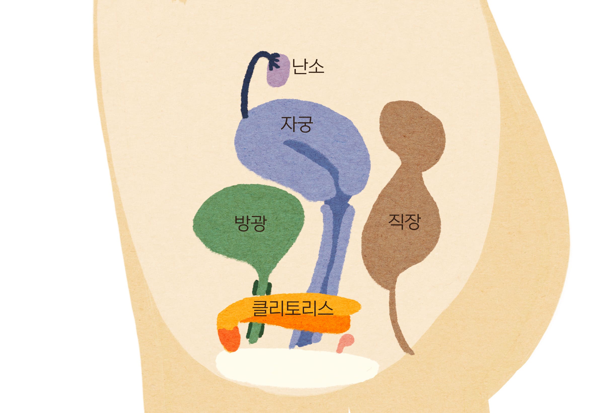 클리토리스 옆 모습