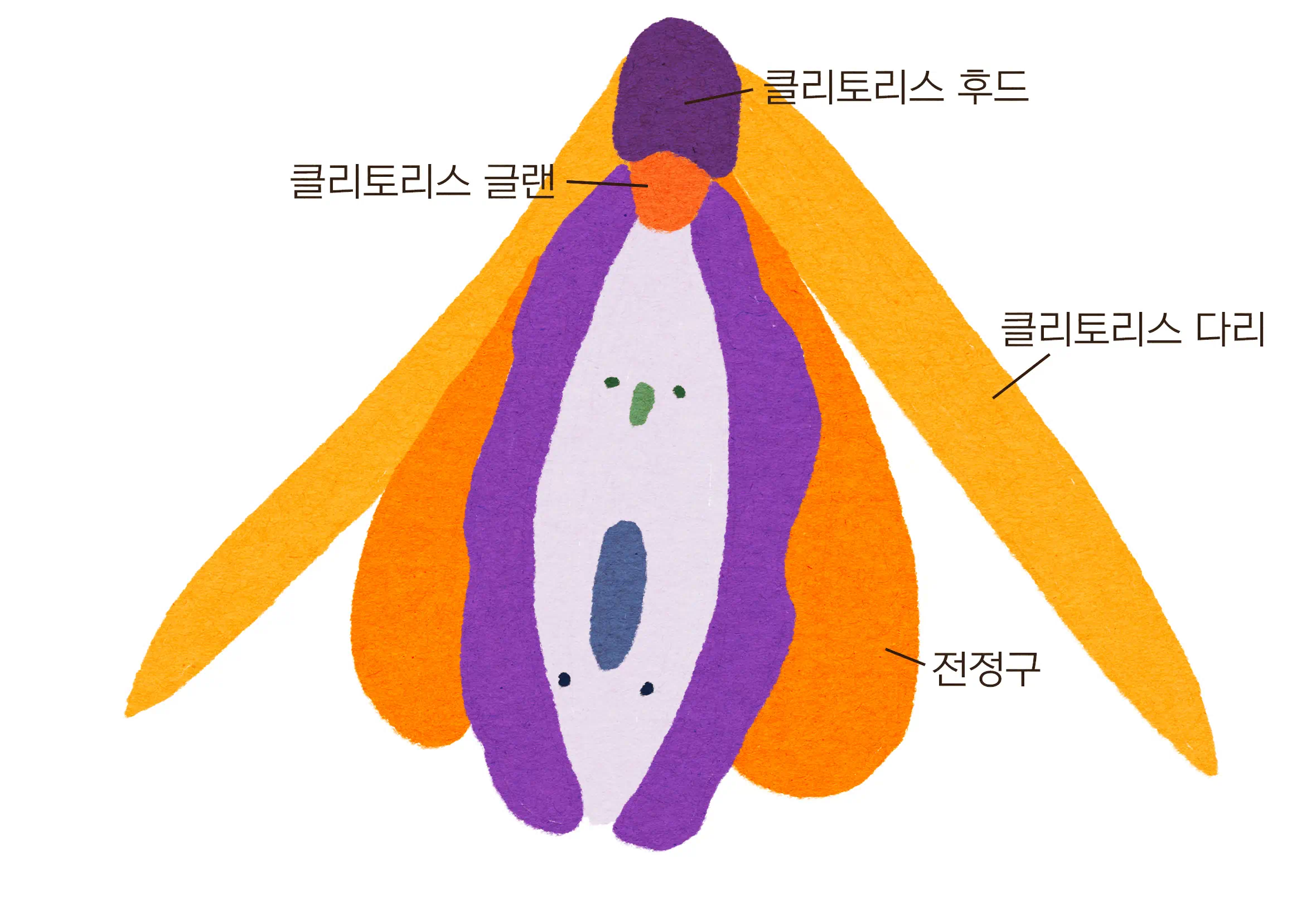클리토리스